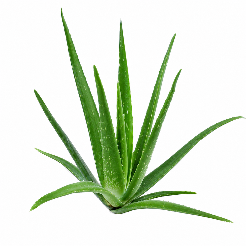 Curacao Aloe